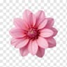 AgentFlower